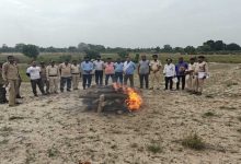 बांधवगढ टाइगर रिज़र्व के वन परिक्षेत्र पतौर के अंतर्गत मझौली गांव में तेंदुए का कंकाल मिला है।