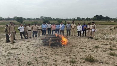 बांधवगढ टाइगर रिज़र्व के वन परिक्षेत्र पतौर के अंतर्गत मझौली गांव में तेंदुए का कंकाल मिला है।