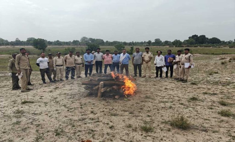 बांधवगढ टाइगर रिज़र्व के वन परिक्षेत्र पतौर के अंतर्गत मझौली गांव में तेंदुए का कंकाल मिला है।